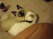 My kitten died of FIP, and breeder refuses to compensate me. My kitten died of FIP, and breeder refuses to compensate me.